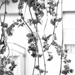 100 AÑOS DE RADIO RADIOACTIVIDAD RADIAL