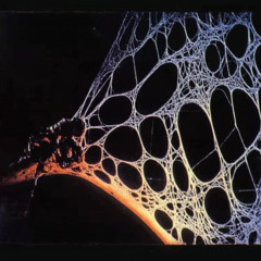 Spyder