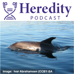 White-beaked dolphin conservation genetics