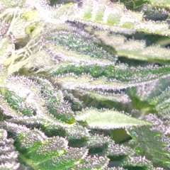 U9£¥  ¢D  $€+]-[ - beanes soup.m4a