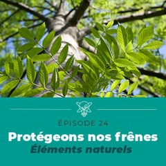 Protégeons nos frênes (Éléments Naturels)