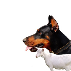 BOUT MY DAWGS XDFUEGO x DSGBUGG