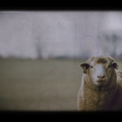 Locrian Sheep
