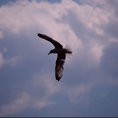 Fly away By Dennie Razor