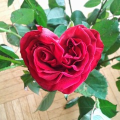 thorn ecco_20231227