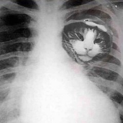 в душе 7 бездомных котят