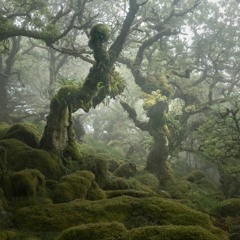 'Enchanted Forest' Delights