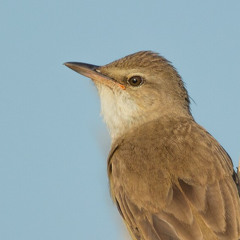 Great Reed Warbler song