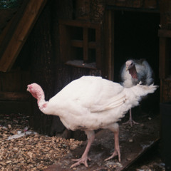 Rotna v.1 (Stofutónleikar hjá Francis)