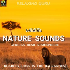 Wildlife Nature Sounds: African Bush Atmosphere with Roaring Lions In The Background