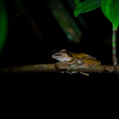 Night In The Borneo Jungle