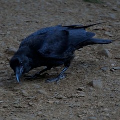 Obsessive Self-Mutilation (Demo)