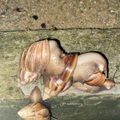 the one that cared for me