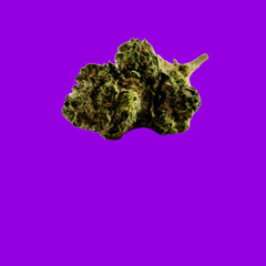 Gips - Bichoute [gabber remix]