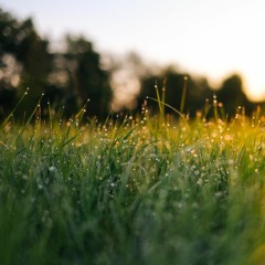 nature's flow (mute)
