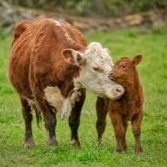 A Mother's Right (I Just Want My Baby)