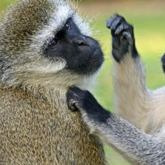 cchudTeam monkeys spinning monkeys