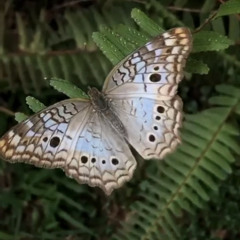 INDRA prod gole i lagden