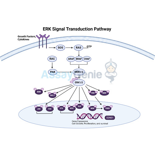 Keystone Pathways Stream episode The ERK Signal Transduction Pathway_ A Keystone in ...