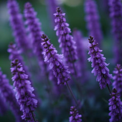 purple dreams