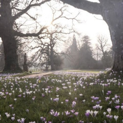 a sunny funeral morning and flowers are in bloom