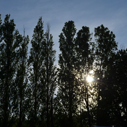 Cinnoota (Cinnamon & Tha Noota)