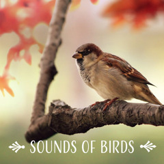 Sounds of Birds: Peaceful Morning Instrumental Music for Calm Yoga, Meditation and Stress Relief, Healing Forest Music Therapy, Reiki, Relax (Wake Up Refreshed)