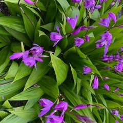 QUARANTENACIOUSNESS from 20 COVIDITTIES, Op. 116, No. 2