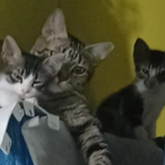 El Travieso, Siva Phonk