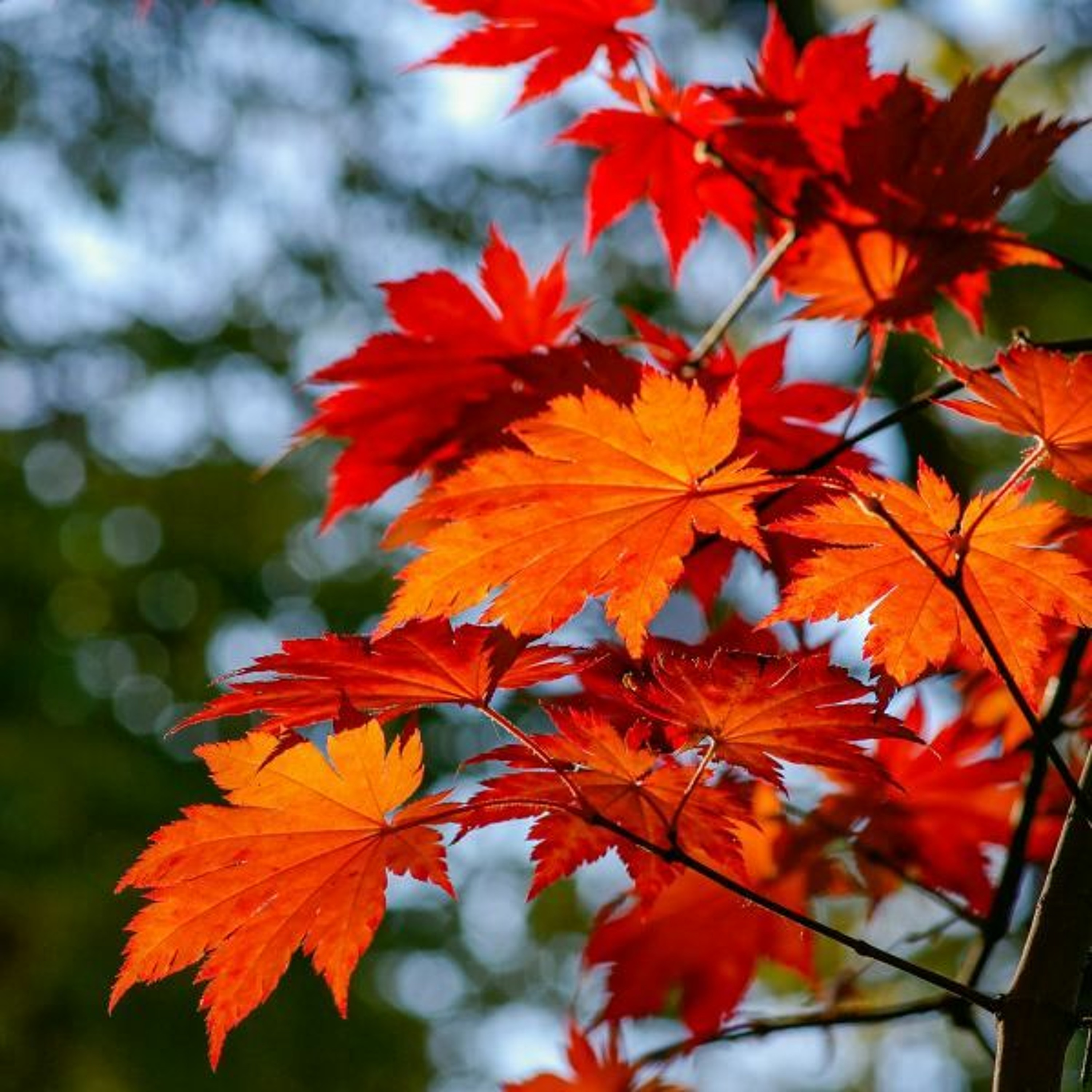 Ruach Breath of Life