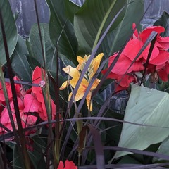 april influx ~ house mix