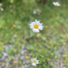 When I see her again - String Orchestra