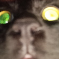 Just Let Me Cry! - Lesley Gore (slightly sped up.)