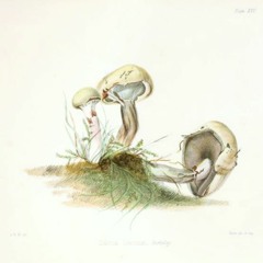 HK_Fantaisies_tracks_112