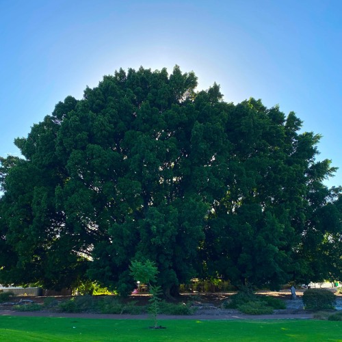 Self - Compassion Break