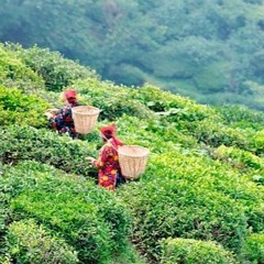 Top Four Tea Estates in Darjeeling that Chai Lovers Must Visit