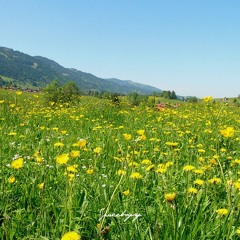 the meadow 🌳 |☆ gchromes ☆|