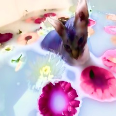 Paul Pogba ( Outro )