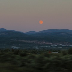 Fynbos cover - alice phoebe lou