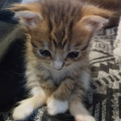 я забываю себя |я|