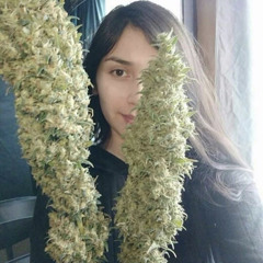 Захавай - Давай