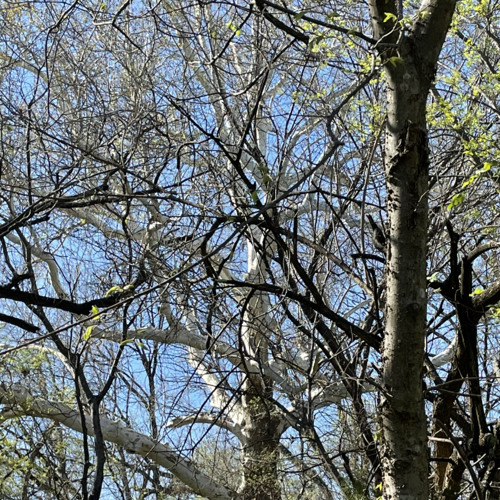 Stream solar system (microphones cover) by Tobias Listen online for