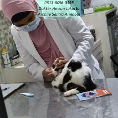 0813-8096-0396 Veterinarian Matraman Jakarta Timur
