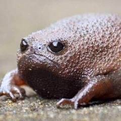 Mr Skanky frog