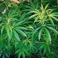 og luv kush pt. 2 x kool aid & frozen pizza