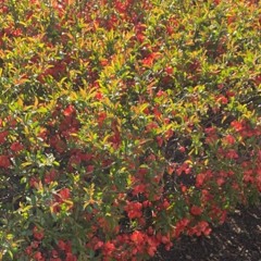 Never Marry A Railroad Man by Shoking Blue Cover with Jojo