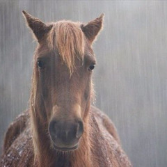 Non siamo andati al concerto dei radiohead (con @Liber)