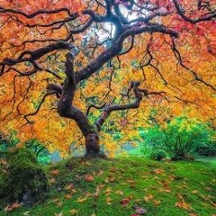 Forest of Love
