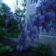 Кацураги это я (Dream - Salvia Path)
