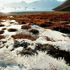 Yuco - Patagonian permafrost (FREE DOWNLOAD)